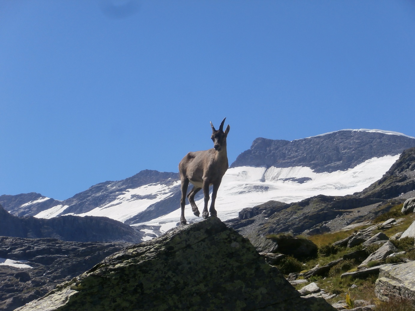 21 vanoise tour glaciers 45