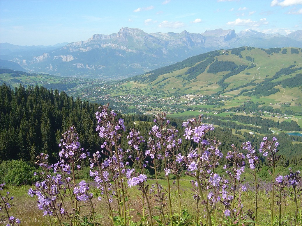 50 mont joly fleurs megeve