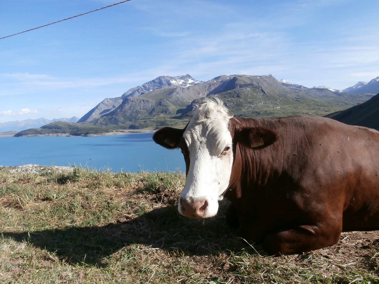 64 mont cenis vache 3